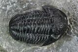 Detailed Gerastos Trilobite Fossil - Morocco #125283-2